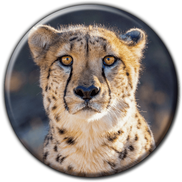 The Cheetah Conservation Fund banner