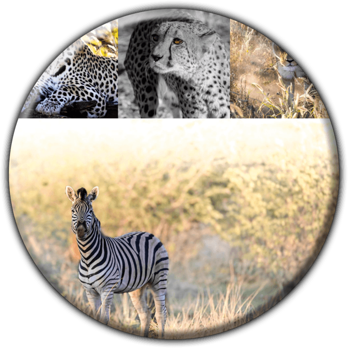 Aloegrove Safari Lodge banner
