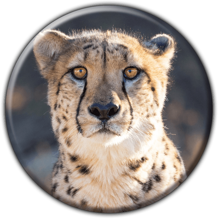 Cheetah View Lodge banner