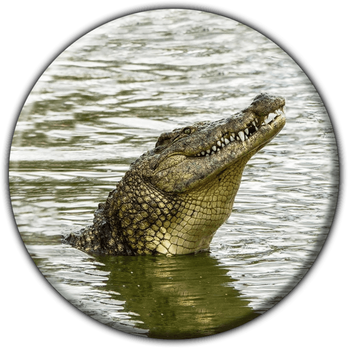 Crocodile Farm Restaurant banner