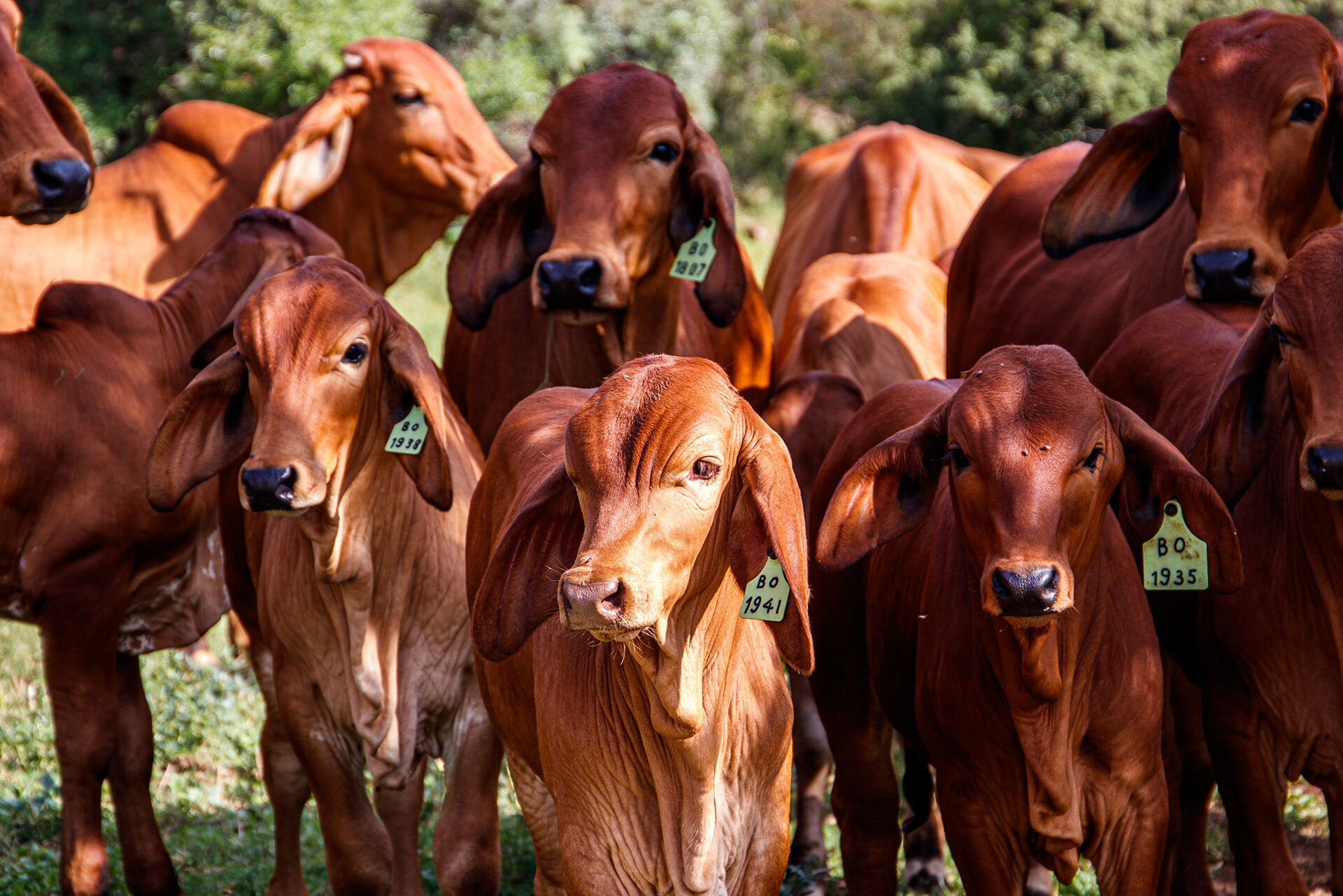 cows-green-field-sunny-day.jpg