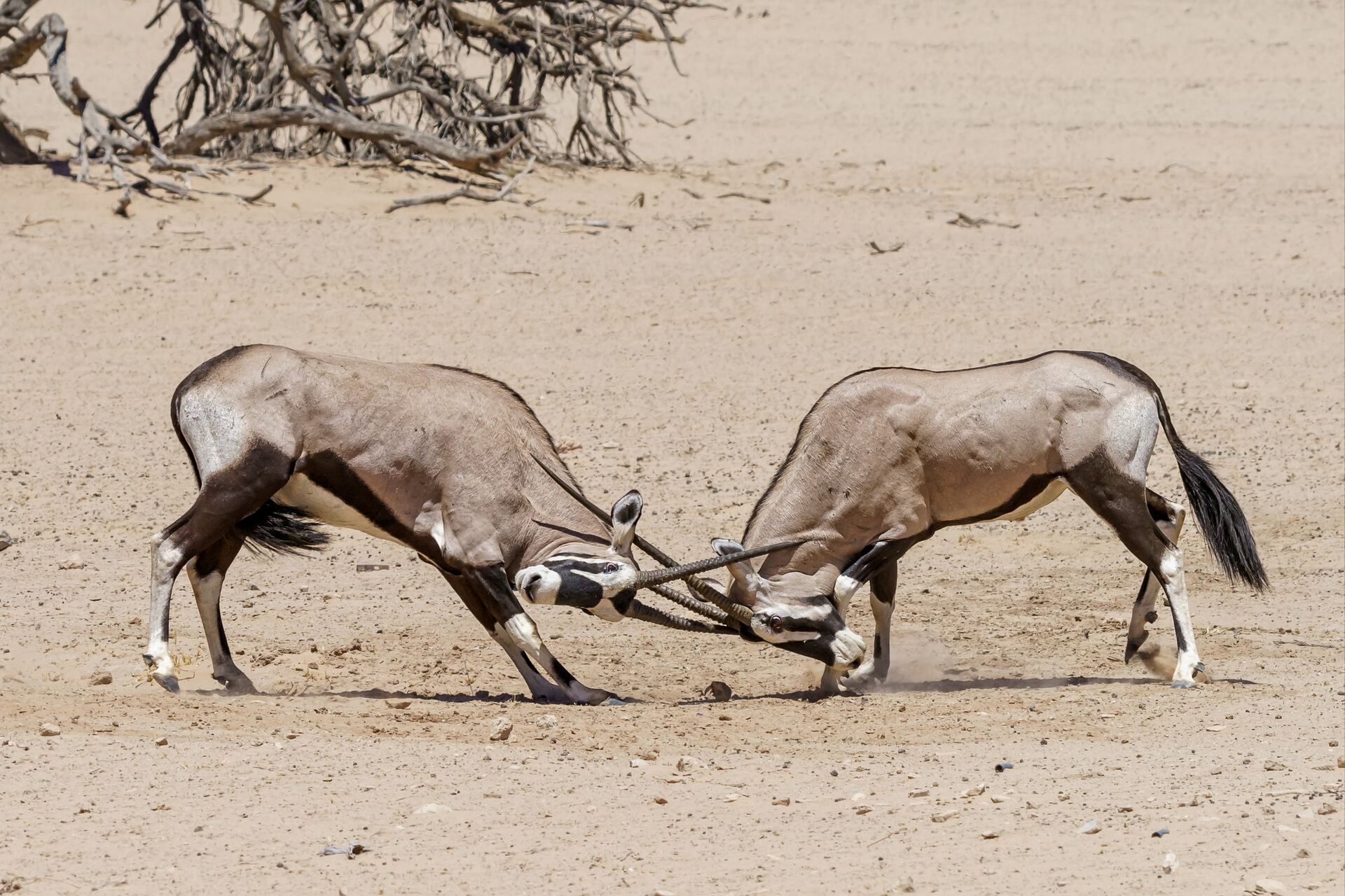 fighting-oryx.jpg